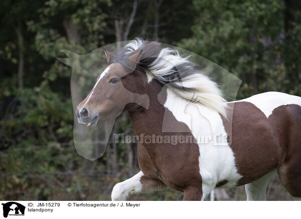 Islandpony / Icelandic Horse / JM-15279