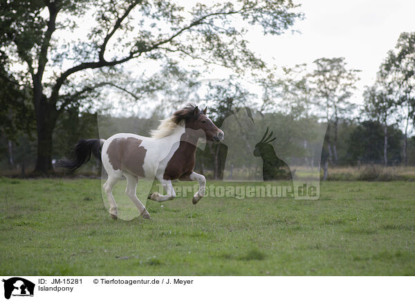 Islandpony / JM-15281