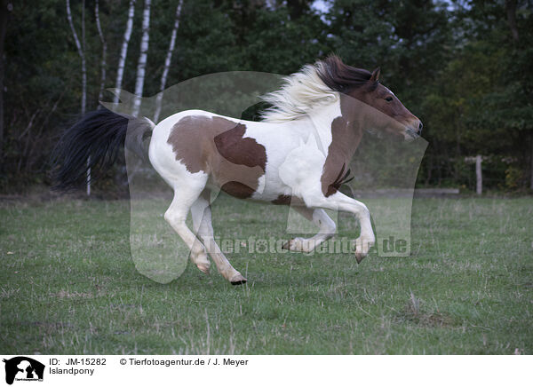 Islandpony / Icelandic Horse / JM-15282