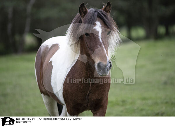 Islandpony / Icelandic Horse / JM-15284