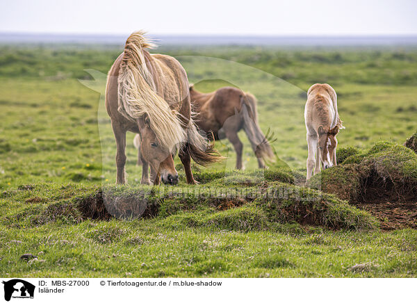 Islnder / Icelandic horses / MBS-27000