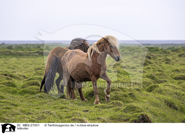 Islnder / Icelandic horses / MBS-27001
