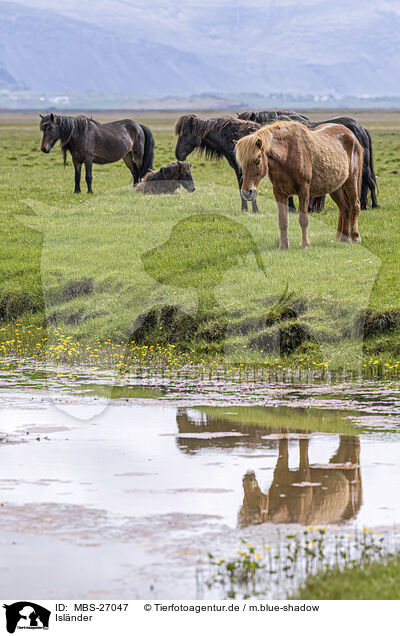 Isl�nder / Icelandic horses / MBS-27047