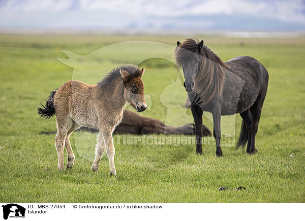 Islnder / Icelandic horses / MBS-27054