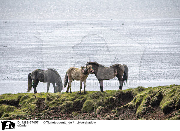 Islnder / Icelandic horses / MBS-27057