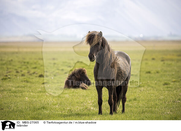 Islnder / Icelandic horses / MBS-27065