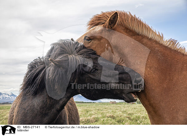 Islnder / Icelandic horses / MBS-27141
