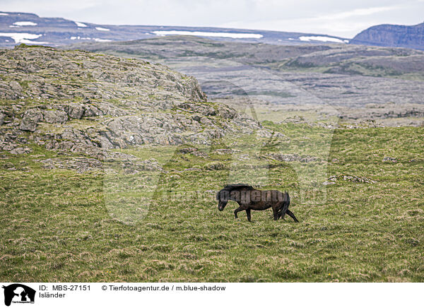 Islnder / Icelandic horse / MBS-27151