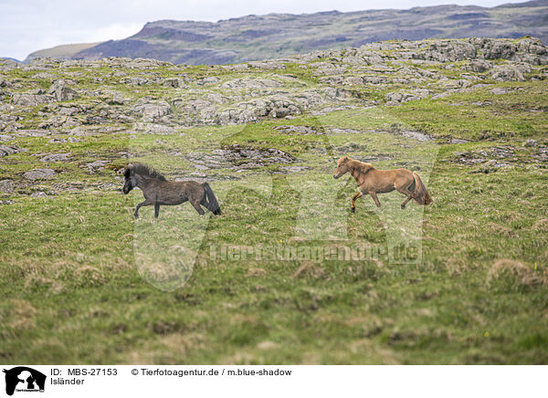 Islnder / Icelandic horses / MBS-27153