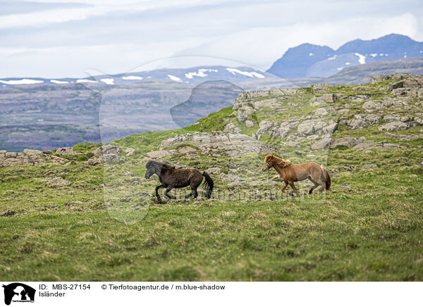 Islnder / Icelandic horses / MBS-27154