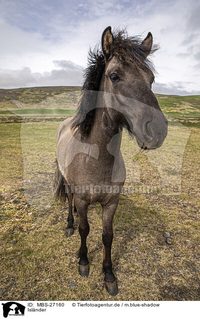 Islnder / Icelandic horse / MBS-27160