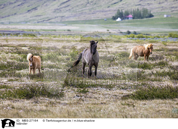 Isl�nder / Icelandic horses / MBS-27164