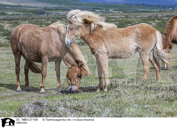 Isl�nder / Icelandic horses / MBS-27166