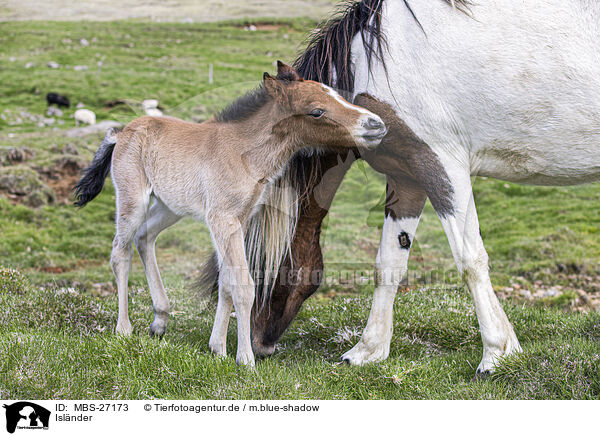 Islnder / Icelandic horses / MBS-27173