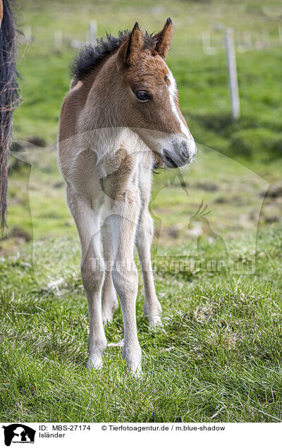 Islnder / Icelandic horse / MBS-27174