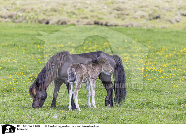 Islnder / Icelandic horses / MBS-27186