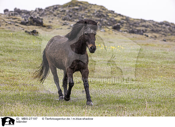 Islnder / Icelandic horse / MBS-27197