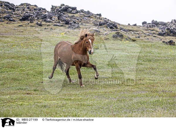 Islnder / Icelandic horse / MBS-27199
