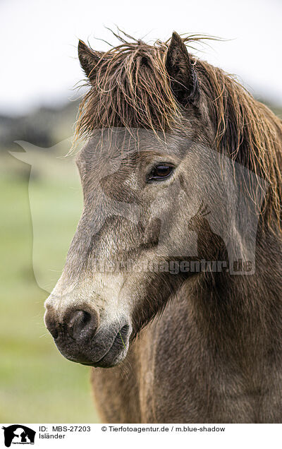 Islnder / Icelandic horse / MBS-27203