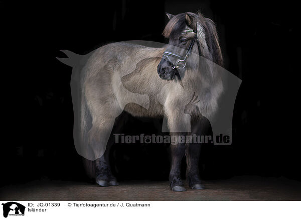 Islnder / Icelandic horse / JQ-01339