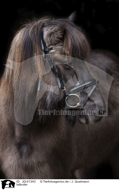 Islnder / Icelandic horse / JQ-01343