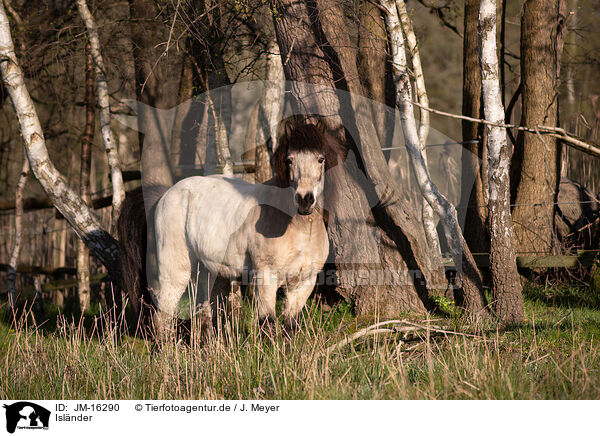 Islnder / Icelandic horse / JM-16290