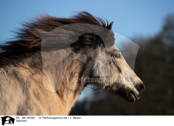 Islnder / Icelandic horse / JM-16296