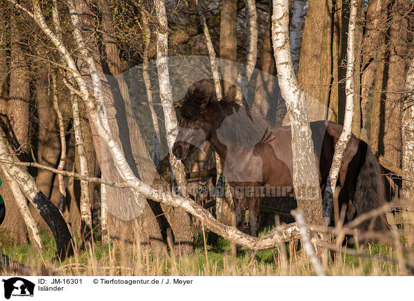 Isl�nder / Icelandic horse / JM-16301