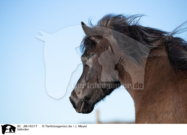 Islnder / Icelandic horse / JM-16317