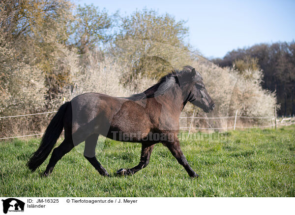 Islnder / Icelandic horse / JM-16325