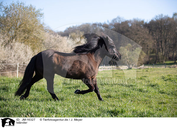 Islnder / Icelandic horse / JM-16327