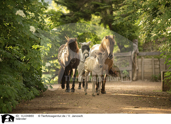 Isl�nder / Icelandic horses / VJ-04860