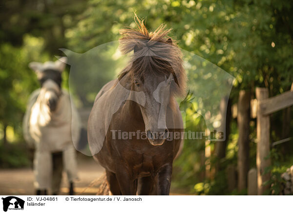 Islnder / Icelandic horses / VJ-04861