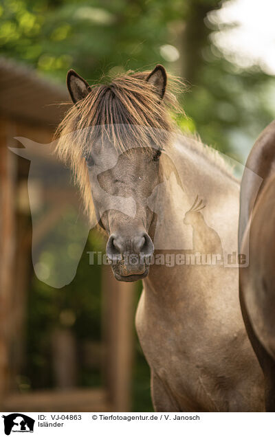 Islnder / Icelandic horses / VJ-04863