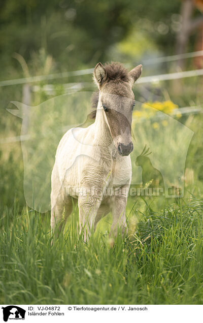Islnder Fohlen / Icelandic horse foal / VJ-04872