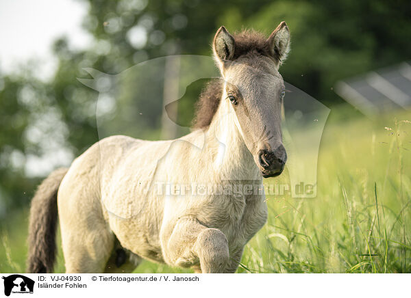Islnder Fohlen / Icelandic horse foal / VJ-04930