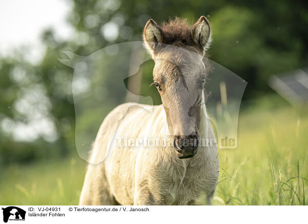 Islnder Fohlen / Icelandic horse foal / VJ-04931