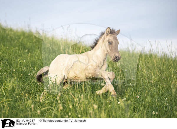 Islnder Fohlen / VJ-04937