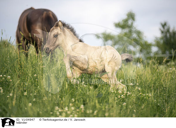 Islnder / Icelandic horses / VJ-04947