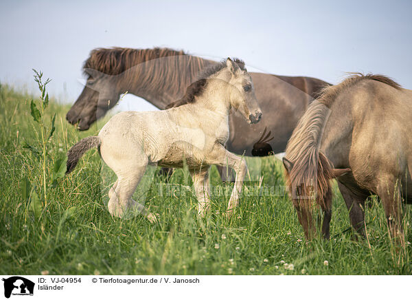 Islnder / Icelandic horses / VJ-04954