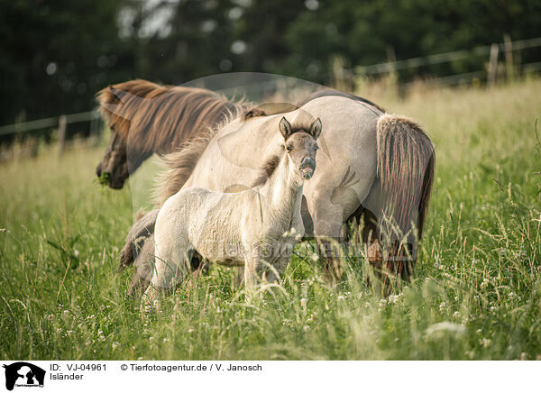 Islnder / Icelandic horses / VJ-04961
