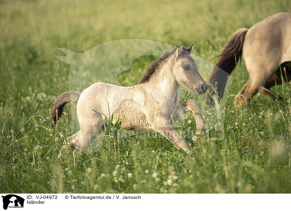 Islnder / Icelandic horses / VJ-04972