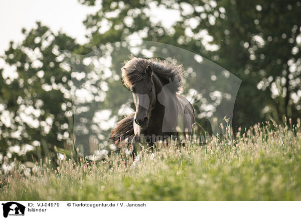 Islnder / Icelandic horse / VJ-04979