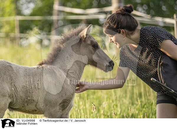 Islnder Fohlen / Icelandic horse foal / VJ-04998