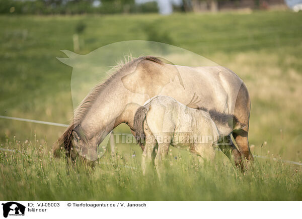 Islnder / Icelandic horses / VJ-05003