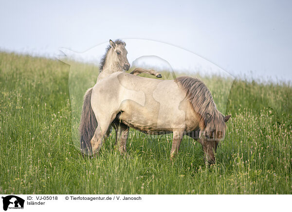 Islnder / Icelandic horses / VJ-05018