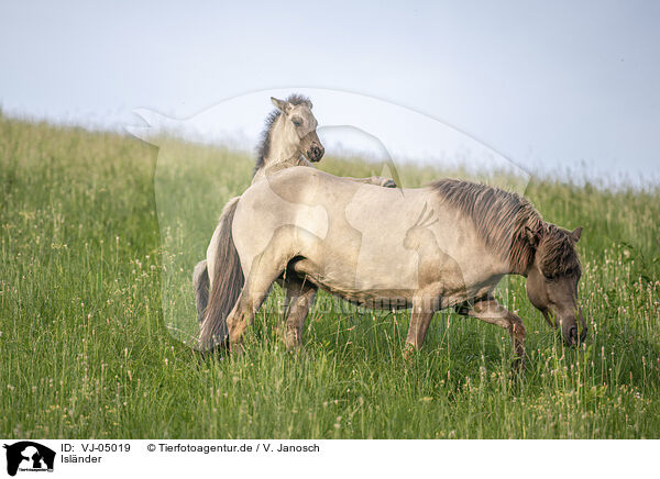 Islnder / Icelandic horses / VJ-05019