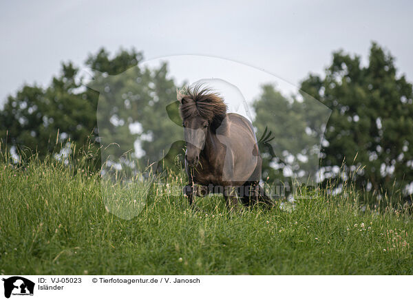 Islnder / Icelandic horse / VJ-05023