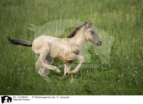 Islnder Fohlen / VJ-05041