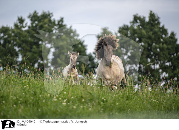 Islnder / Icelandic horses / VJ-05045